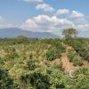 La Piedra Dorada, view, a giant boulder in the middle of an orange orchard, southeast of town (4)