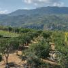 La Piedra Dorada, view, a giant boulder in the middle of an orange orchard, southeast of town