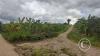 Orange orchard outside of town on unnamed road (2)