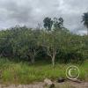Orange orchard outside of town on unnamed road