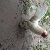 Chicken, not a dog, begging for food