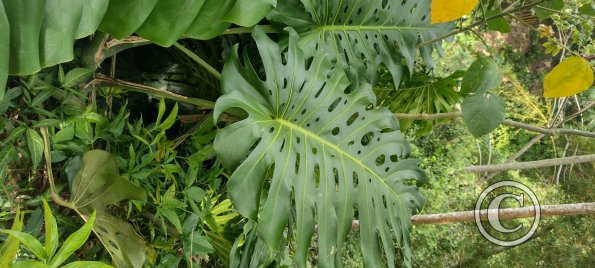 IMG_20250719_143824827_HDR