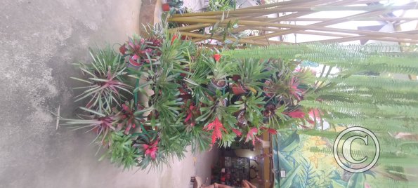 IMG_20250719_144359137
