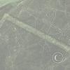 whale-nasca-lines