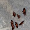 Butterflies (2)
