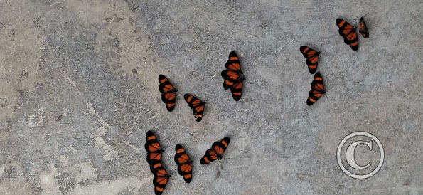 Butterflies (2)