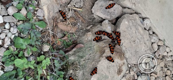 Butterflies