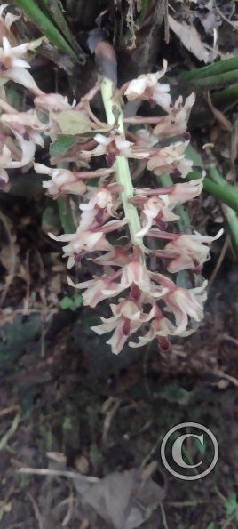 Hospedaje Refugio de Orquideas (13)
