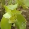 Hospedaje Refugio de Orquideas (14)