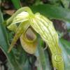 Hospedaje Refugio de Orquideas (15)