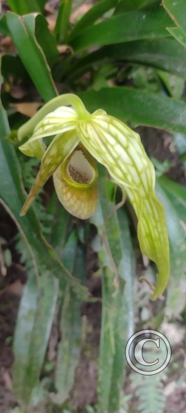 Hospedaje Refugio de Orquideas (15)