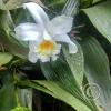 Hospedaje Refugio de Orquideas (19)