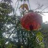 Hospedaje Refugio de Orquideas (2)