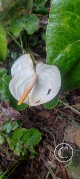 Hospedaje Refugio de Orquideas (4)
