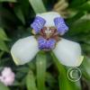 Hospedaje Refugio de Orquideas (9)