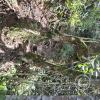 Las Cuevas de Chonta Trail (2)