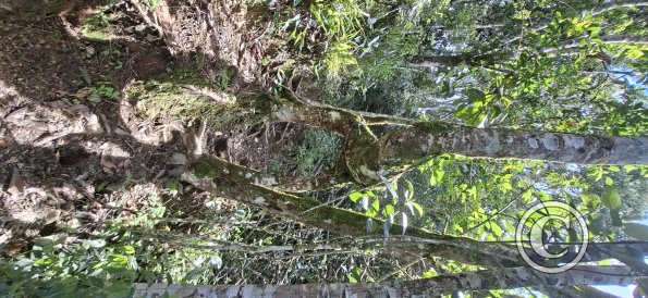 Las Cuevas de Chonta Trail (2)