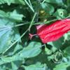 flower (3)