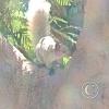 Parque Los Geranios at Los Cedros and Gardenias and Ceibos, squirrel (3)