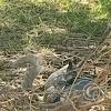 Parque Los Geranios at Los Cedros and Gardenias and Ceibos, squirrel
