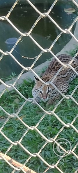 Parque Natural-Zoologico (12)
