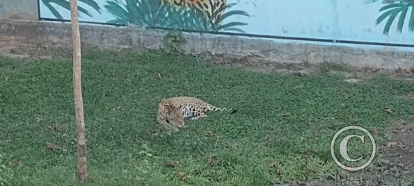 Parque Natural-Zoologico (18)