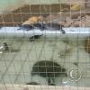 Parque Natural-Zoologico (2)