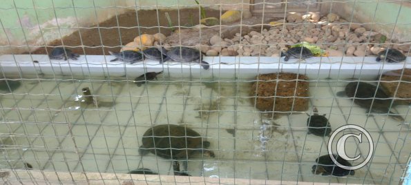Parque Natural-Zoologico (2)