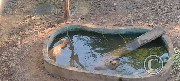 Parque Natural-Zoologico (20)