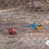 Parque Natural-Zoologico (30)