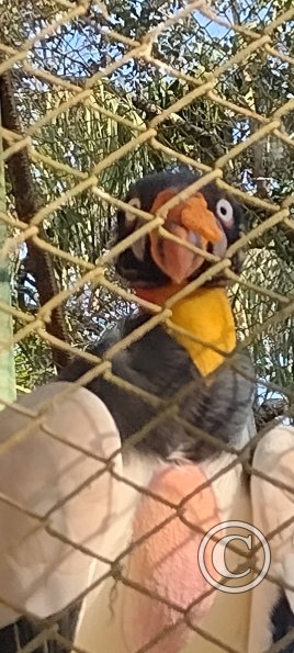 Parque Natural-Zoologico (7)