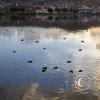Ducks in the city reflection