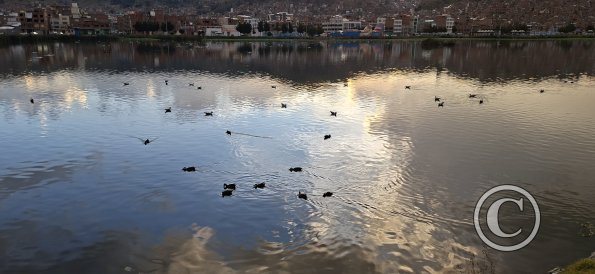 Ducks in the city reflection