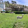 Garden at Hotel El Buho (2)