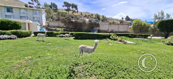 Garden at Hotel El Buho (2)