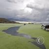The bay of Puno has lots of algae (2)