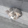 cats sleeping spoon-style along the sidewalk