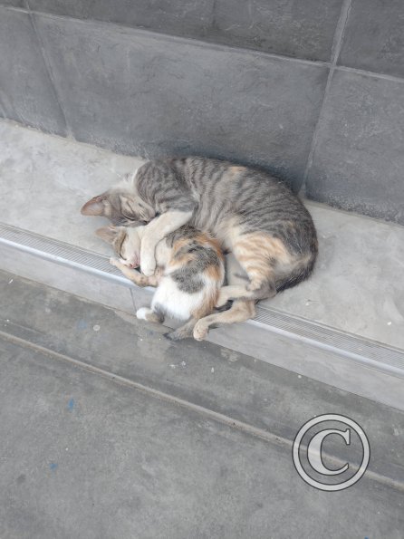 cats sleeping spoon-style along the sidewalk