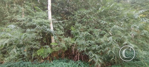 Forest Reserve of UNAS (13)