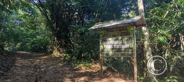 Forest Reserve of UNAS (3)