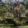 Forest Reserve of UNAS (32)