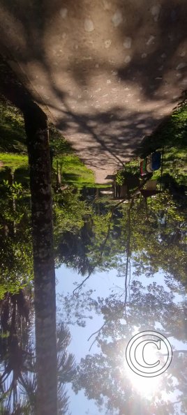 Forest Reserve of UNAS (33)