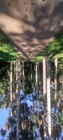Forest Reserve of UNAS (34)