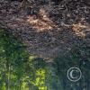 Forest Reserve of UNAS (4)