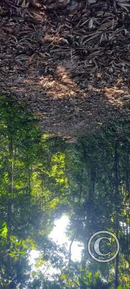 Forest Reserve of UNAS (4)