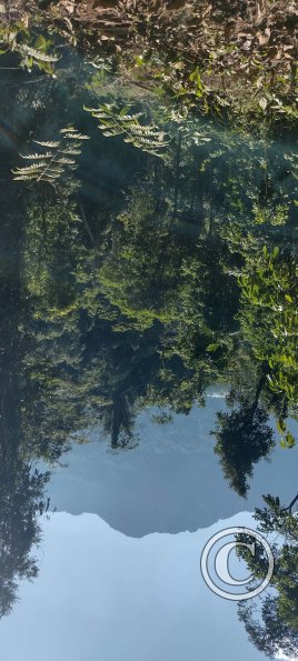 Forest Reserve of UNAS (6)