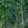 Forest Reserve of UNAS (7)