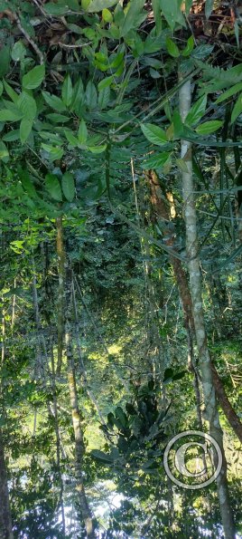 Forest Reserve of UNAS (7)