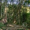 Forest Reserve of UNAS (8)