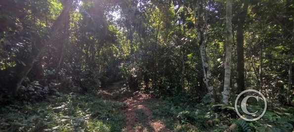 Forest Reserve of UNAS (9)